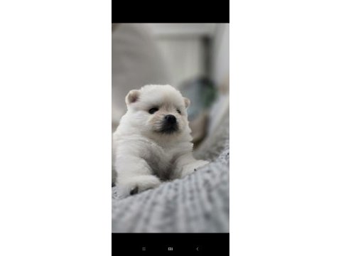 Tea cup pomeranian son yavru