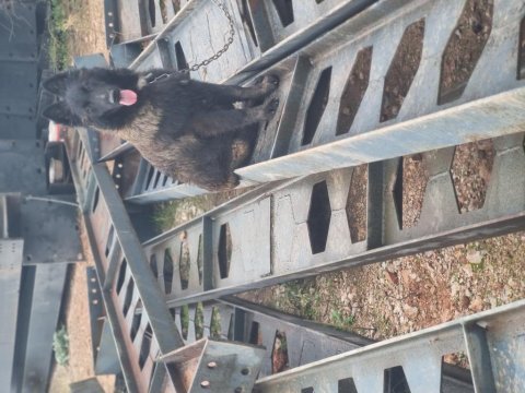 Sevgine zamanına emeğine değecek köpek arayanlara malinois
