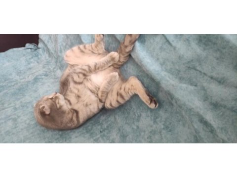Tatlı bir scottish fold