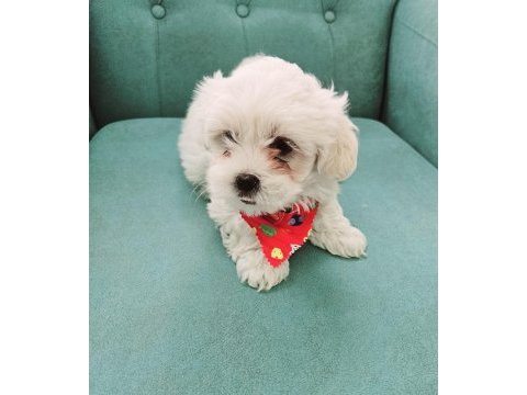 Maltese terrier bebekler