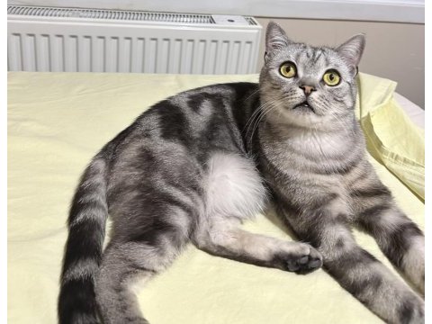 British shorthair