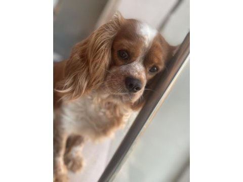 Acil yuva aranıyor cavalier king charles