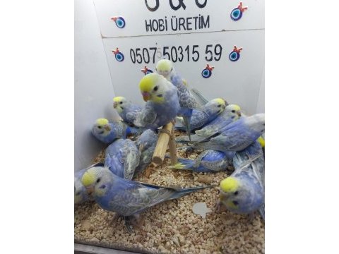 Yavru muhabbet kuşları