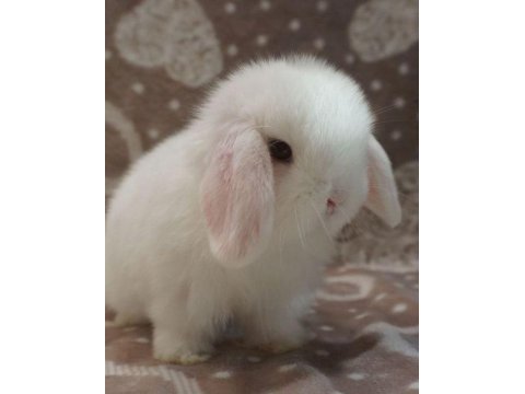 Lop tavşanlar gün içi gönderim mevcut