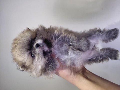 Pomeranian orange renk