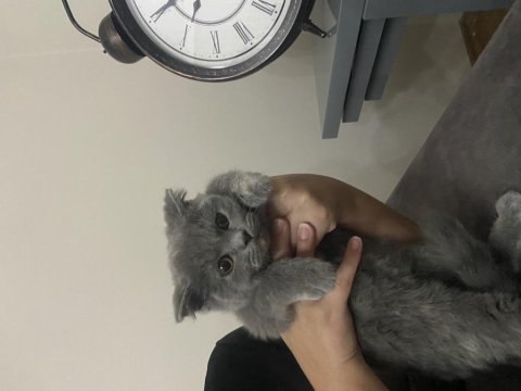 Scottish fold kedisi