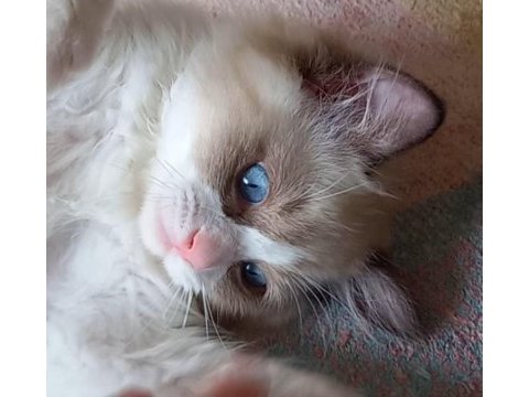 Safkan ragdoll son yavru kedimiz