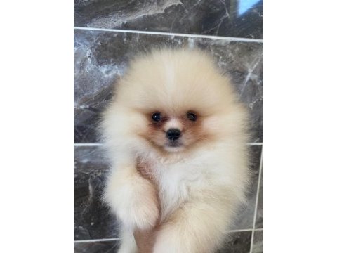 Teacup pomeranian