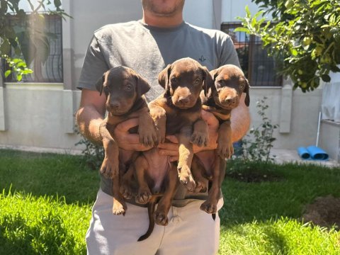 Sağlıklı orjinal doberman