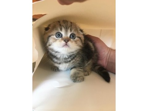 50 günlük tuvalet eğitimleri var scottish fold