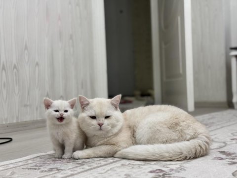Golden white british oğluma gelin adayı arıyorum