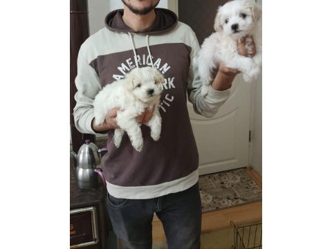 Sahiplendirilecek maltipoo köpekler