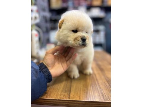 Chow chow bebekler