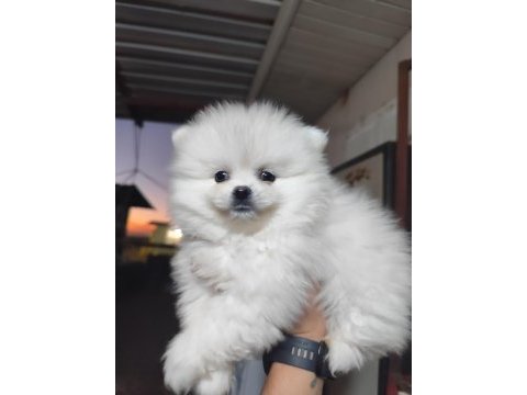Pomeranian boo köpeğimiz