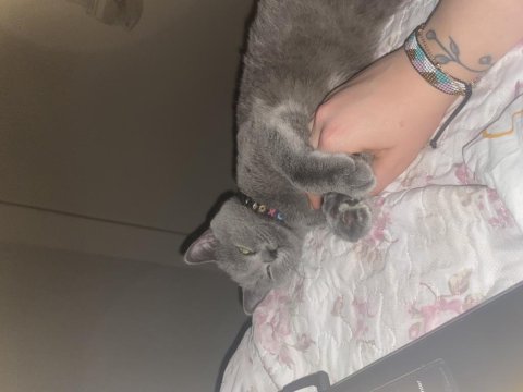 Sevecek iyi bakacak aile arıyoruz british shorthair
