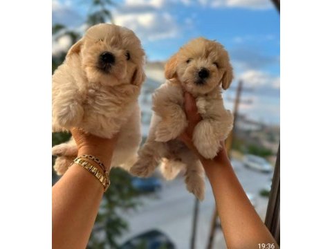 Pofuduk maltipoo köpekler