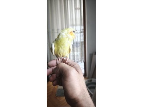 30-40 günlük bebek lutino kırmızı göz sultan papağanı