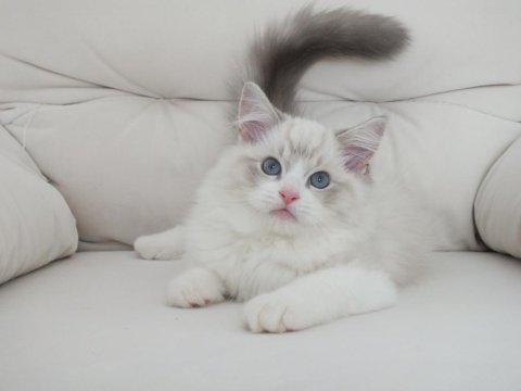 Full şecereli ragdoll yavruları