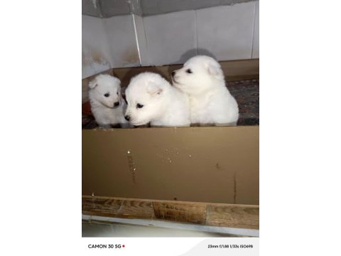 Samoyed yavrular ırk garantili
