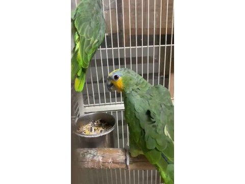 Amazon papaganı maskot
