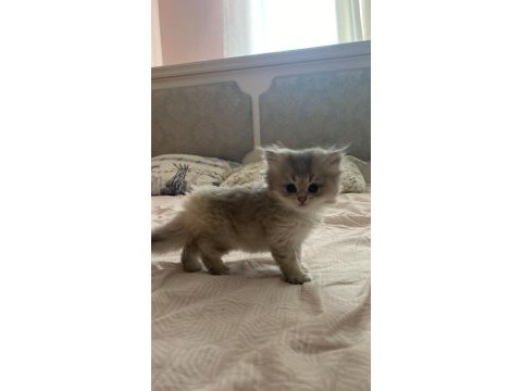 Bulut kızı british longhair