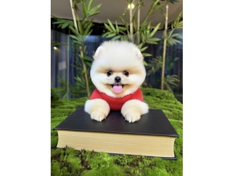 Ayı sürat pomeranian yavrularımız gelmiştir