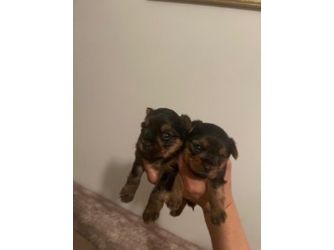 Safkan tüy dökmez koku alerji yapmaz yorkshire terrier
