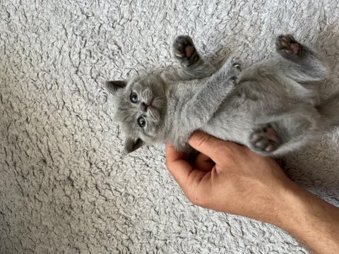 Safkan british shorthair yavru