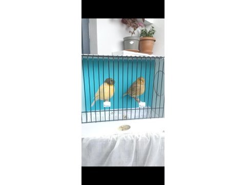 Kanarya ve hint bülbülü