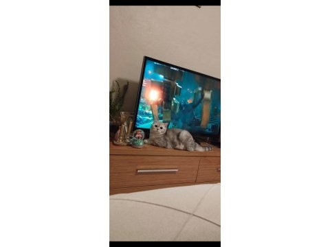 British shorthair kısır erkek ücretsiz