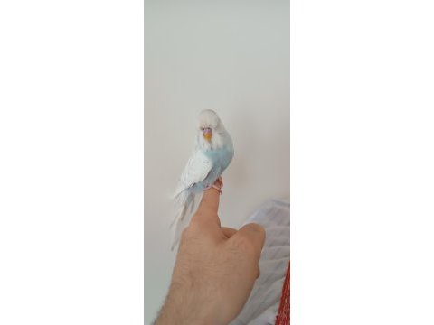 Mırıldanmaya baslayan jumbo yavru kuşum