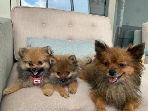 Ukrayna menşeili anne babadan pomeranian