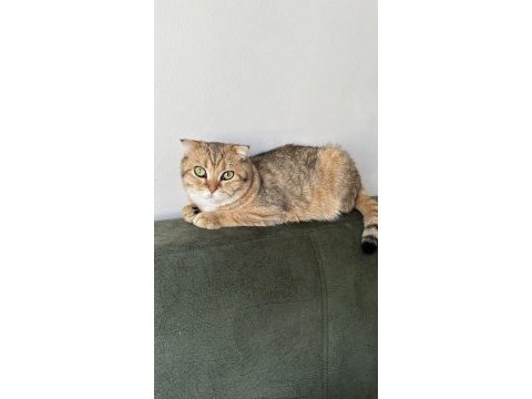 Biriciğim scottish fold