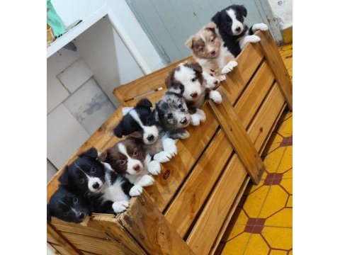 %100 orjinal border collie yavrular kredi kartı geçerlidir