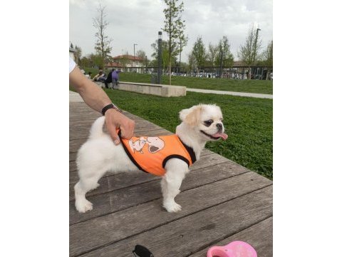 Safkan pekinez kızımız 2 yaşında