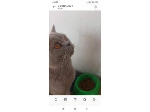 British shorthair oyuncu ve uysal