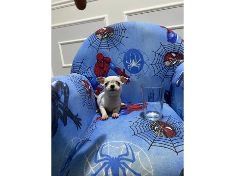Chihuahua yavruları