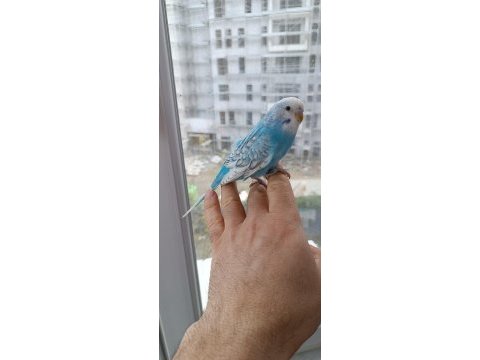 Yerli çekoslovak rainbow muhabbet kuşu yavrular