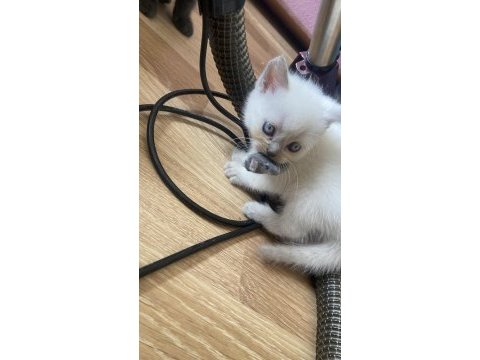 Show kalite british shorthair yavrular