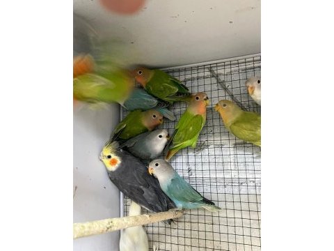 Ele alıştırmalık bebek sevda papağanları