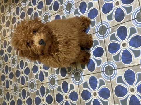 Poodle kukimiz yeni evini bekliyor