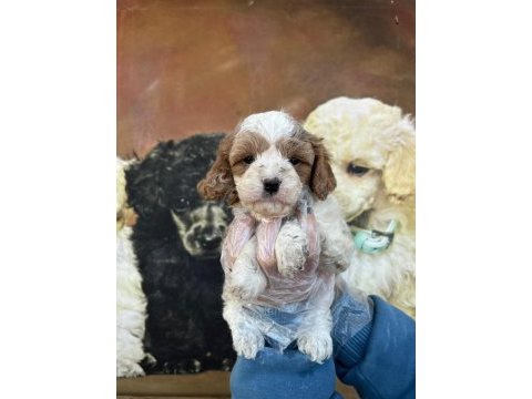 A kalite sevimli ve oyuncu maltipoo yavrum