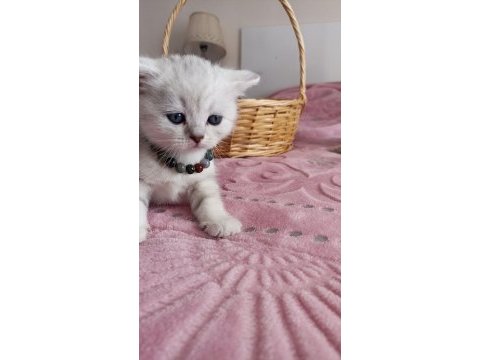 British yavru british shorthair kediler sahiplerini arıyor