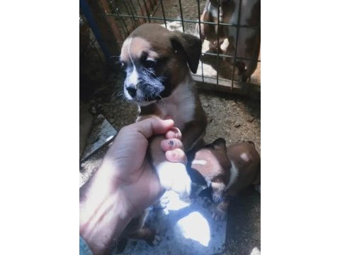 3 erkek boxer yavrumuz