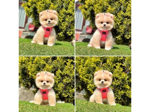 Pomeranian yavrumuz