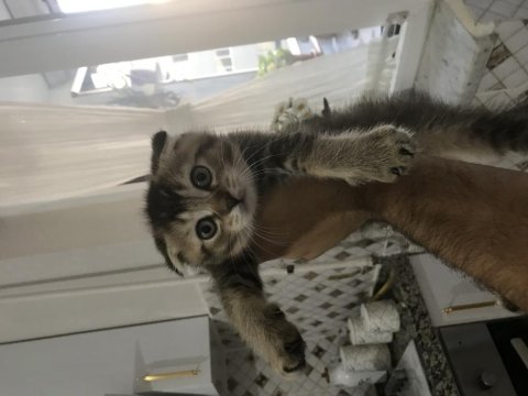 Safkan scottish fold