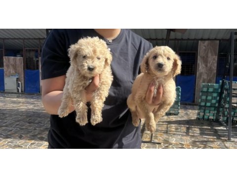 Dev poodle yavrularımız