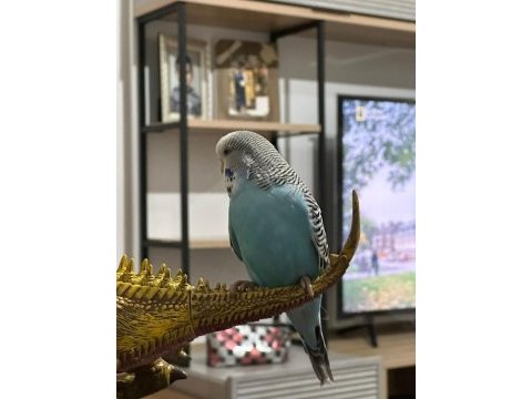 Jumbo muhabbet kuşu yavruları