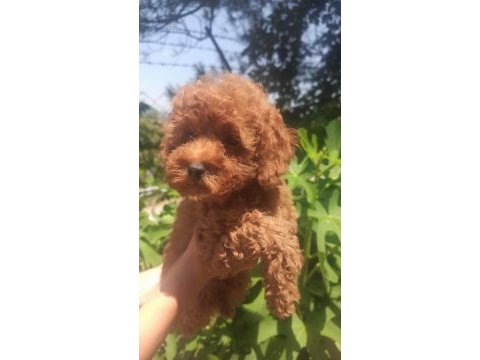 Toy poodle erkek yavru