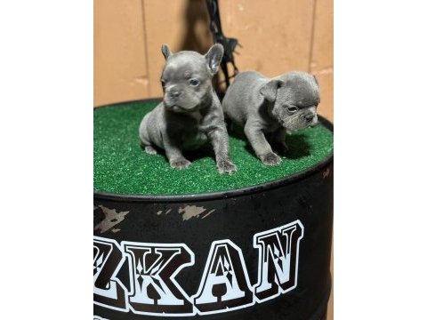 Blue french bulldog yavrularımız yeni ailelerini arıyor